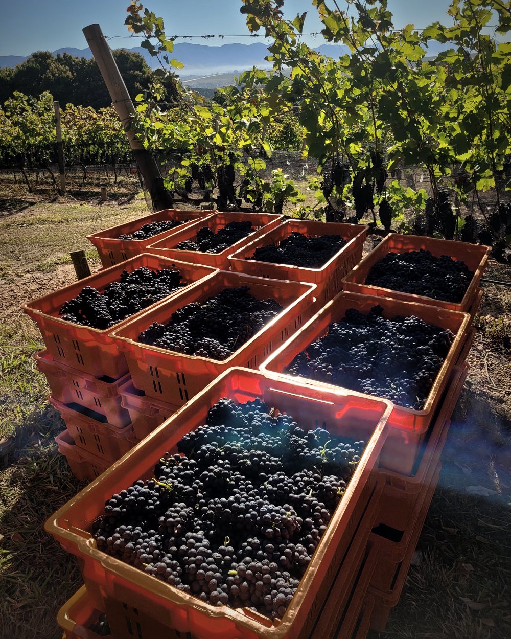 Caixas de uvas escuras recém-colhidas, em frente às parreiras